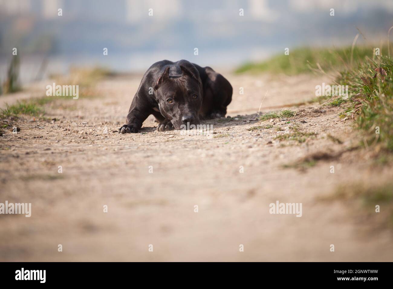 Traurige schwarze Hund Rock American Staffordshire Terrier liegt auf Sand Trail Stockfoto