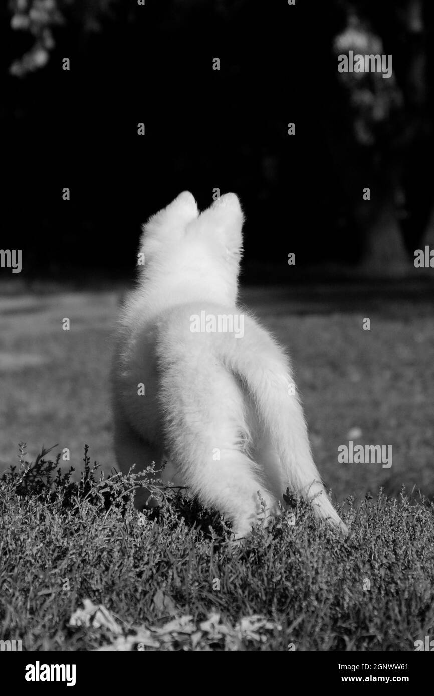 Ein kleiner weißer Welpe der Rasse ein weißer Schweizer Schäferhund Hund steht mit dem Rücken und schaut in die Ferne Stockfoto