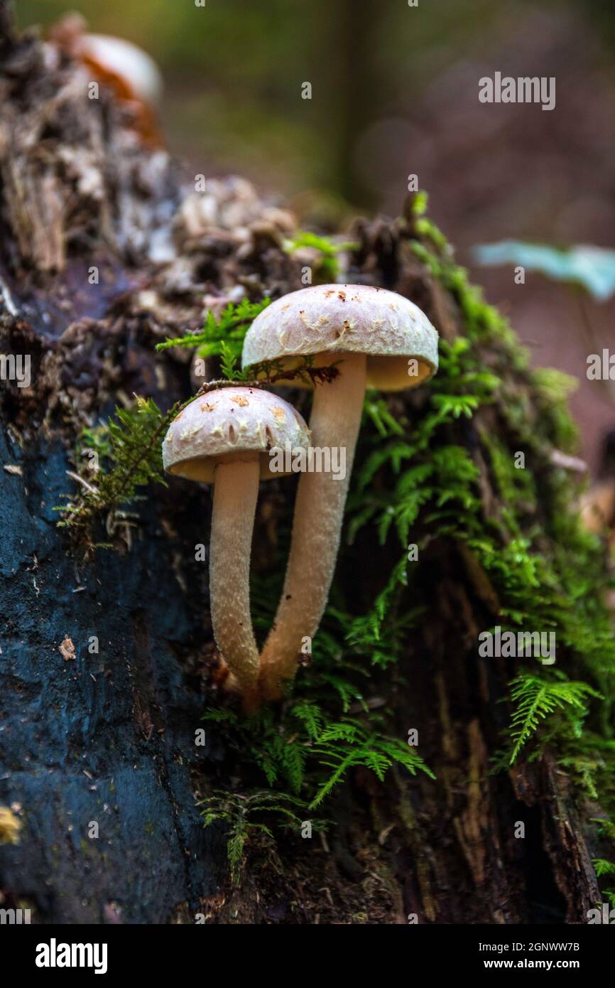 Ein Bündel Pilze auf einem alten toten Baumstamm Stockfoto