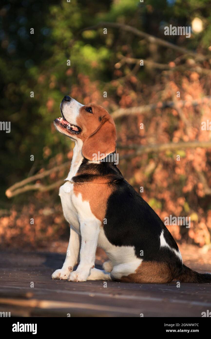 Porträt eines sitzenden Beagle-Hundes im Profil Stockfoto