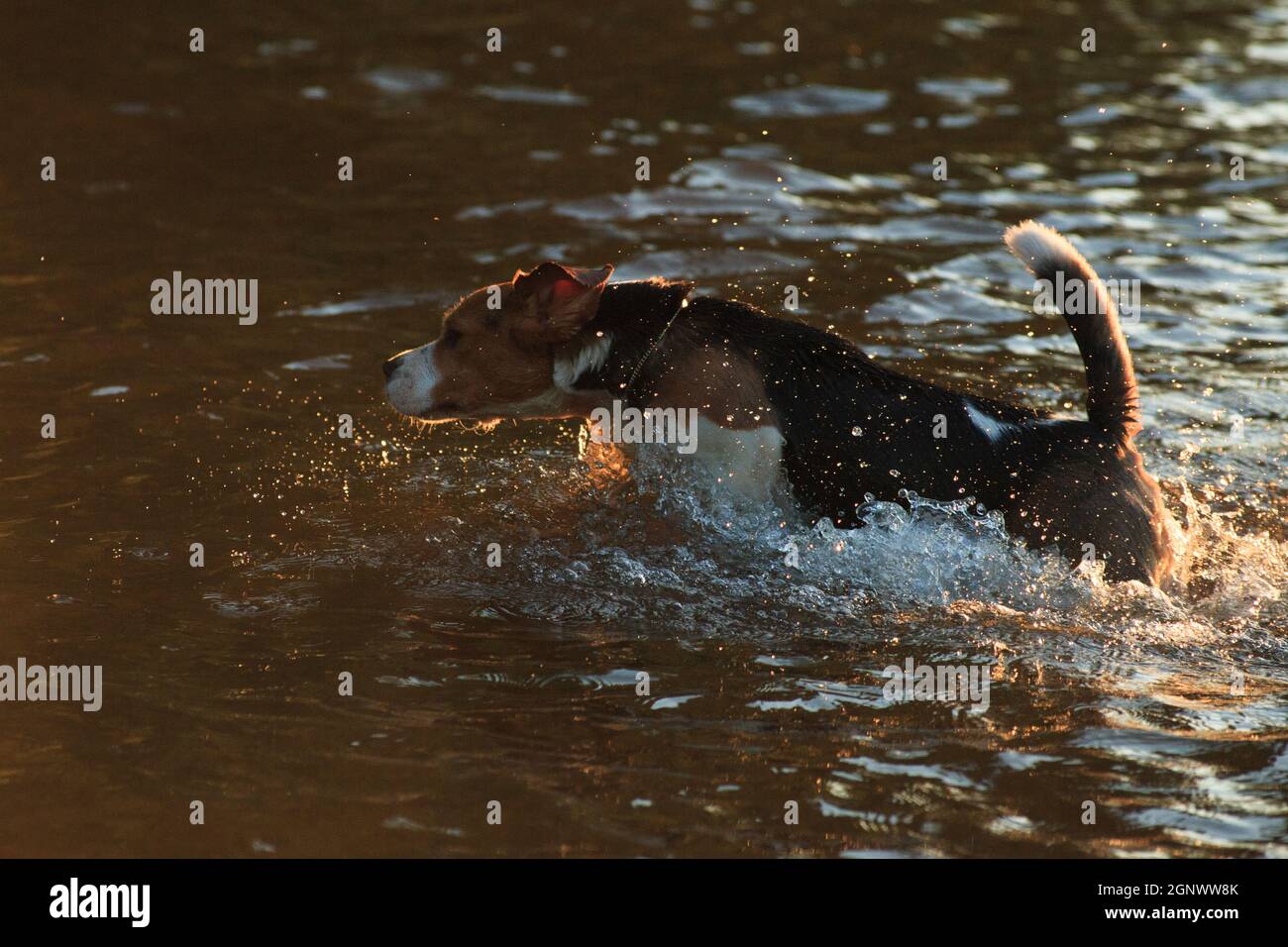 Beagle Hund springen im Wasser und Spray fliegen in Alle Richtungen Stockfoto