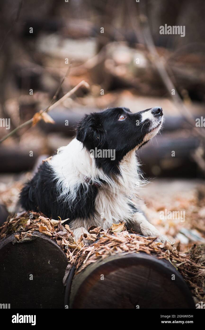 Border Collie Hund liegt im Herbstwald am Protokolliert und sucht nach Stockfoto