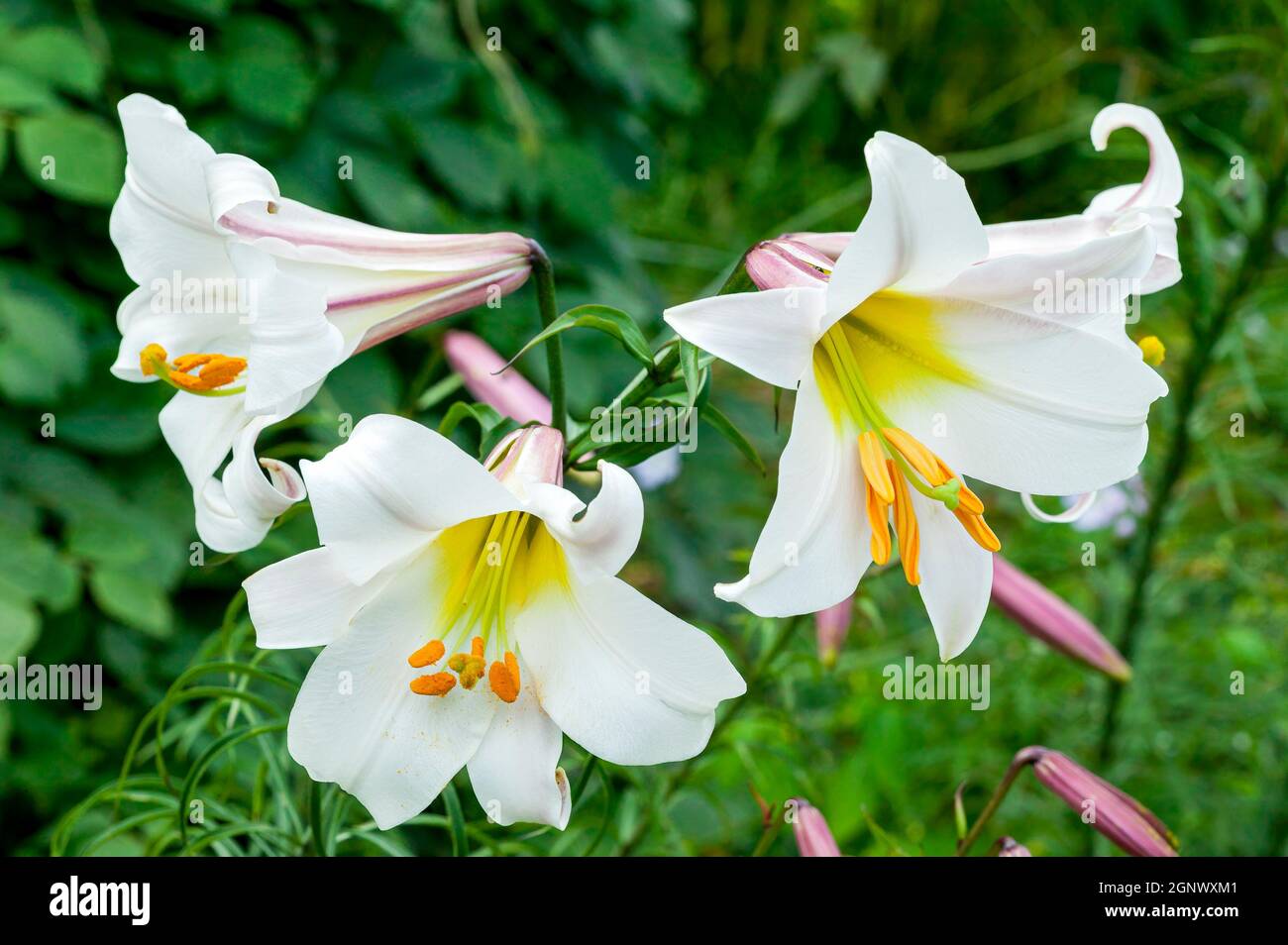 Lilium regale eine weiße Sommerblütenpflanze, die allgemein als Königslilie oder Königslilie bekannt ist, Stockfoto Stockfoto