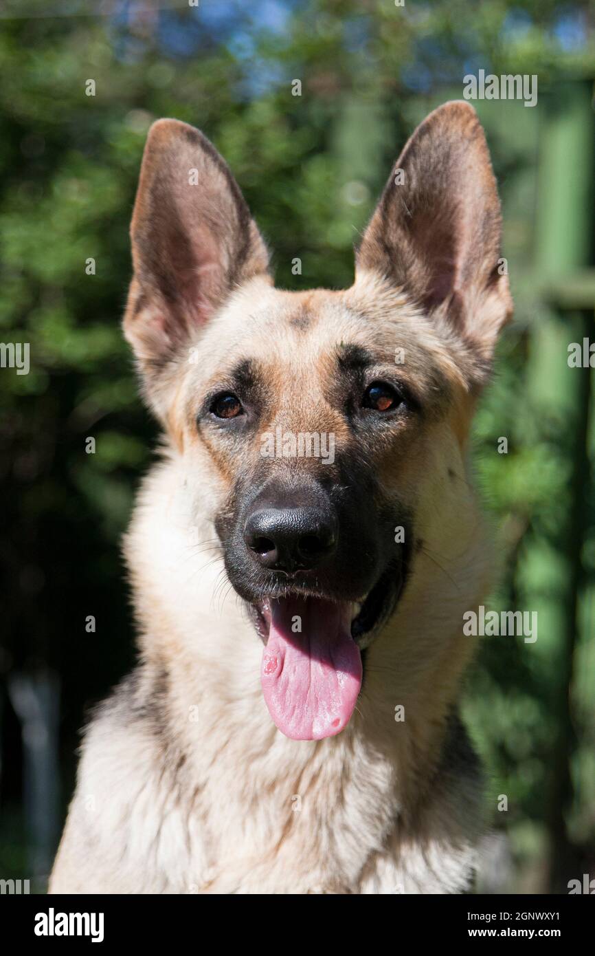 Europäischer schäferhund -Fotos und -Bildmaterial in hoher Auflösung – Alamy