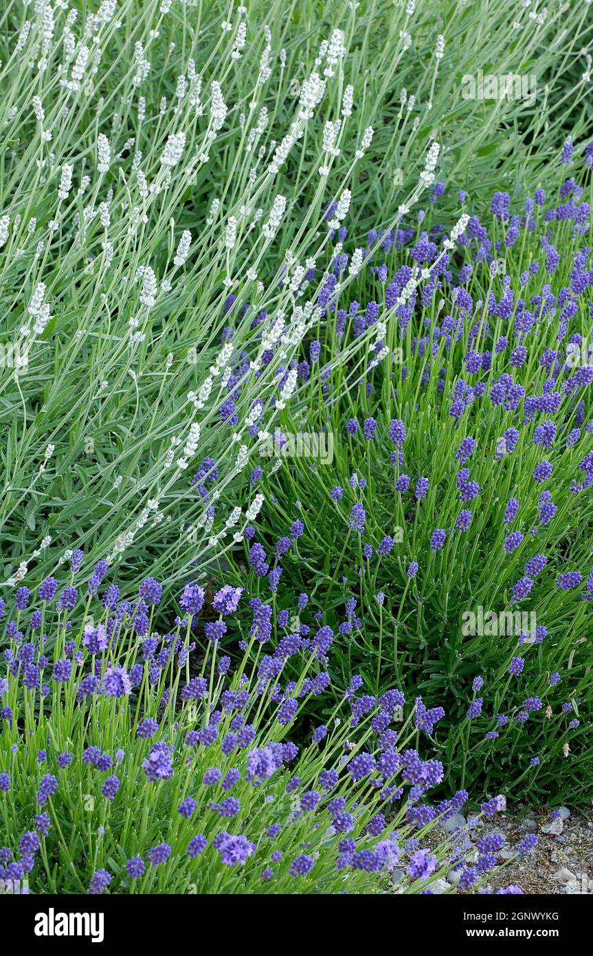 Lavandula angustifolia dwarf white Fotos und Bildmaterial in hoher