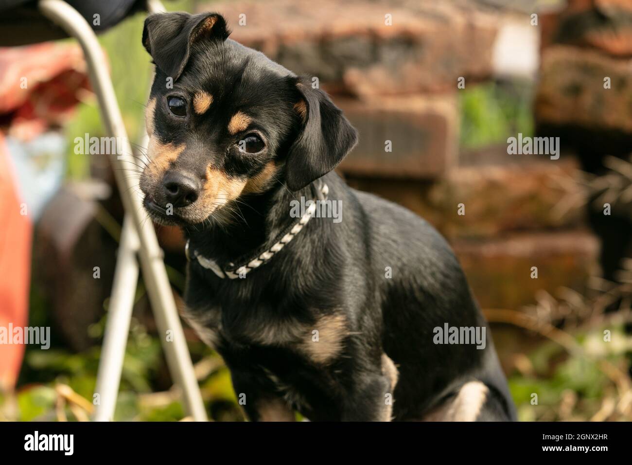 pinscher Hund auf einer Sommerwiese Stockfoto