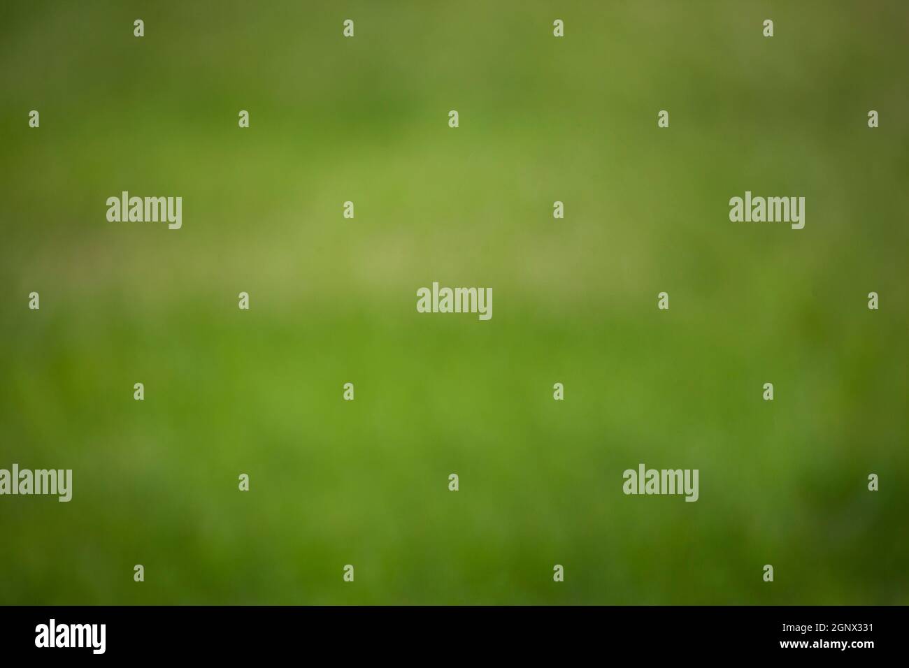 Verschwommenes Grün im Freien, Naturhintergrund für grafische Überblendung Stockfoto