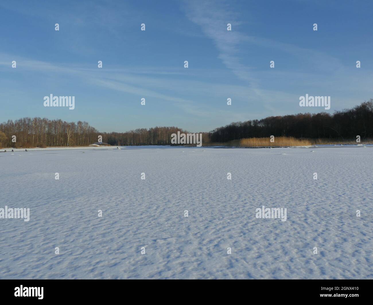 Gefrorener See sauber flachen Schneewald am Horizont, Winterlandschaft Stockfoto