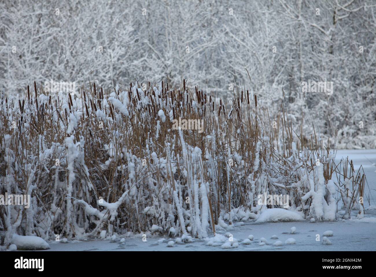 Schneebedecktes Schilfrohr in der winterlichen Schneelandschaft Stockfoto