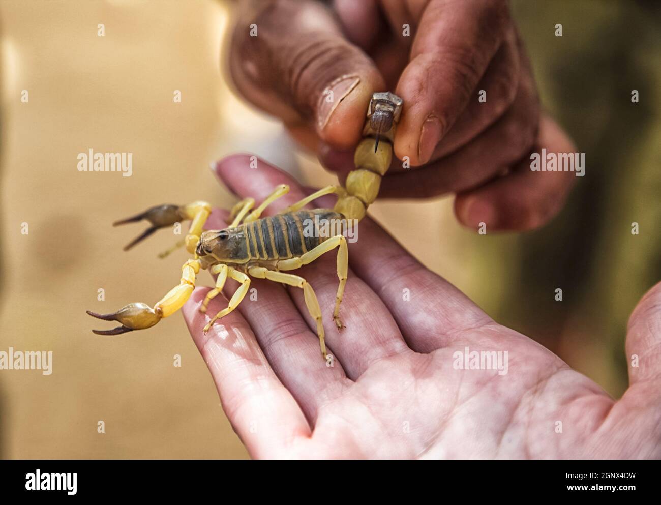 Skorpion in der Hand. Giftige Arthropode. Sichere Giftkreatur zu nehmen Stockfoto