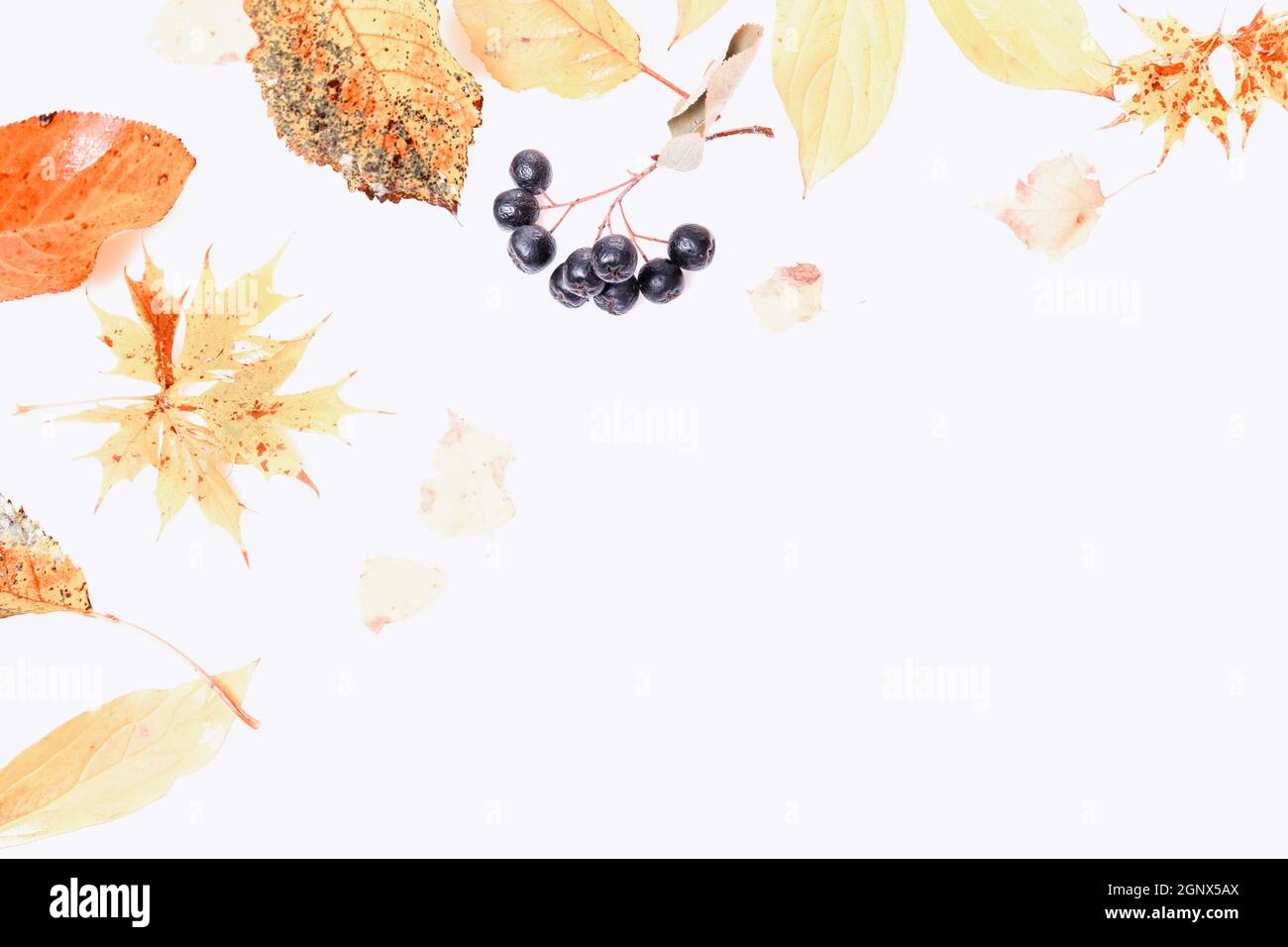 Herbst Komposition. Rahmen der Herbst trocken Multi-farbigen Blätter und Beeren von Aronia auf weißem Hintergrund. Herbst, Herbst Konzept. Stockfoto