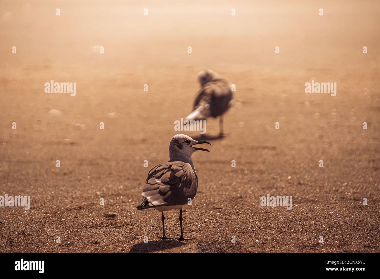 Nahaufnahme einer schönen Aussicht für kleine Vögel, die auf einem sandigen Boden stehen Stockfoto