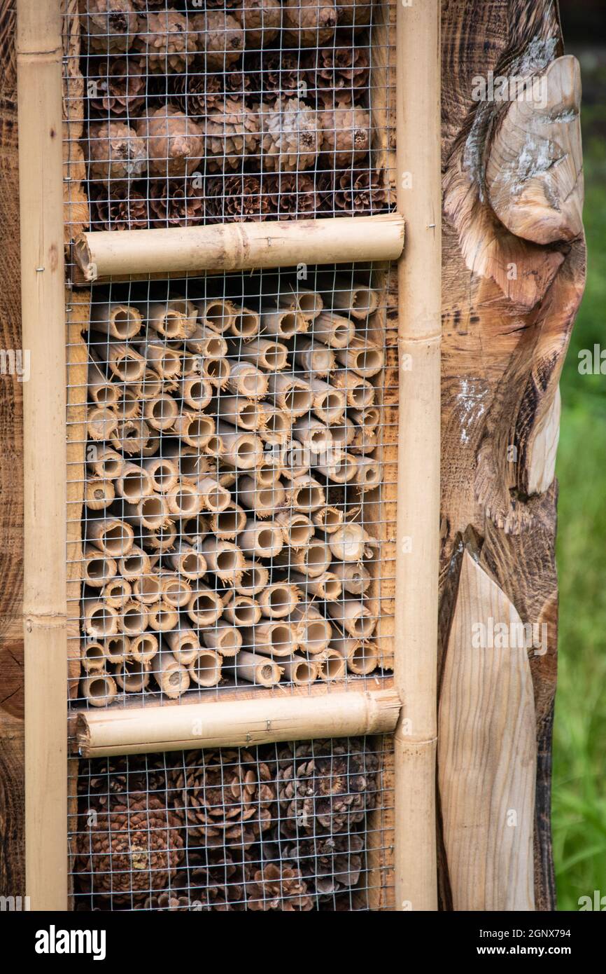 Vertikale Aufnahme eines Regals für Kiefern und Holz, Wojslawice, Arboretum, Polen Stockfoto