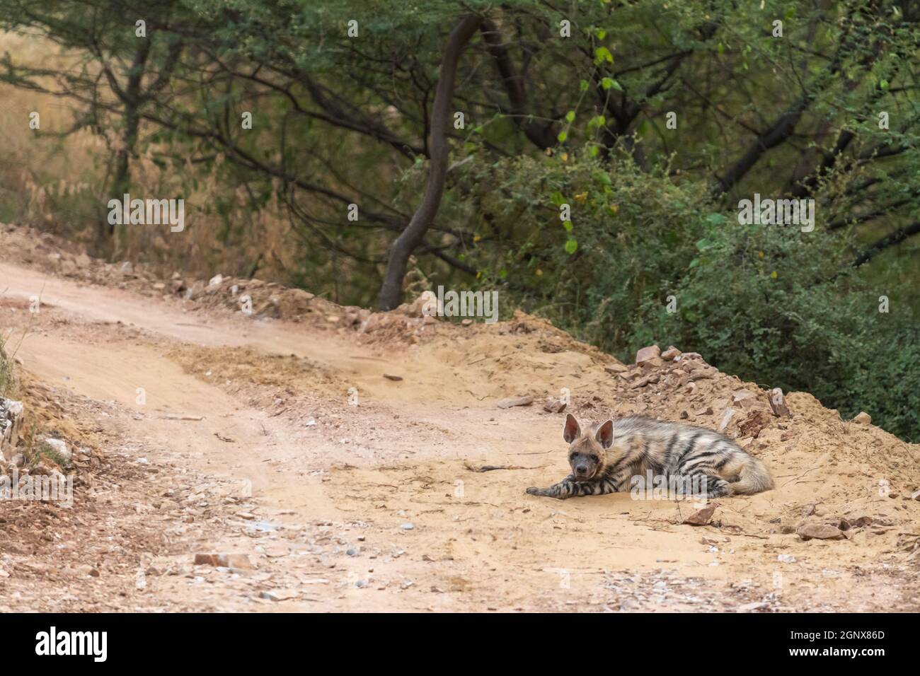 Gestreifte Hyäne auf Waldweg mit Straßensperre während Outdoor-Dschungel-Safari im Wald von zentralindien - Hyäne Hyäne Stockfoto