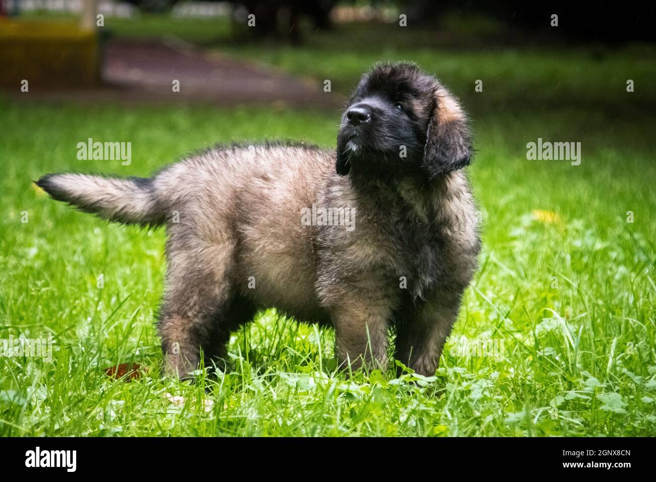 Leonberger sind sehr starke Hunde mit einem ausgewogenen Temperament, können als Wachhunde, Begleiter, Familienhunde verwendet werden. Stockfoto