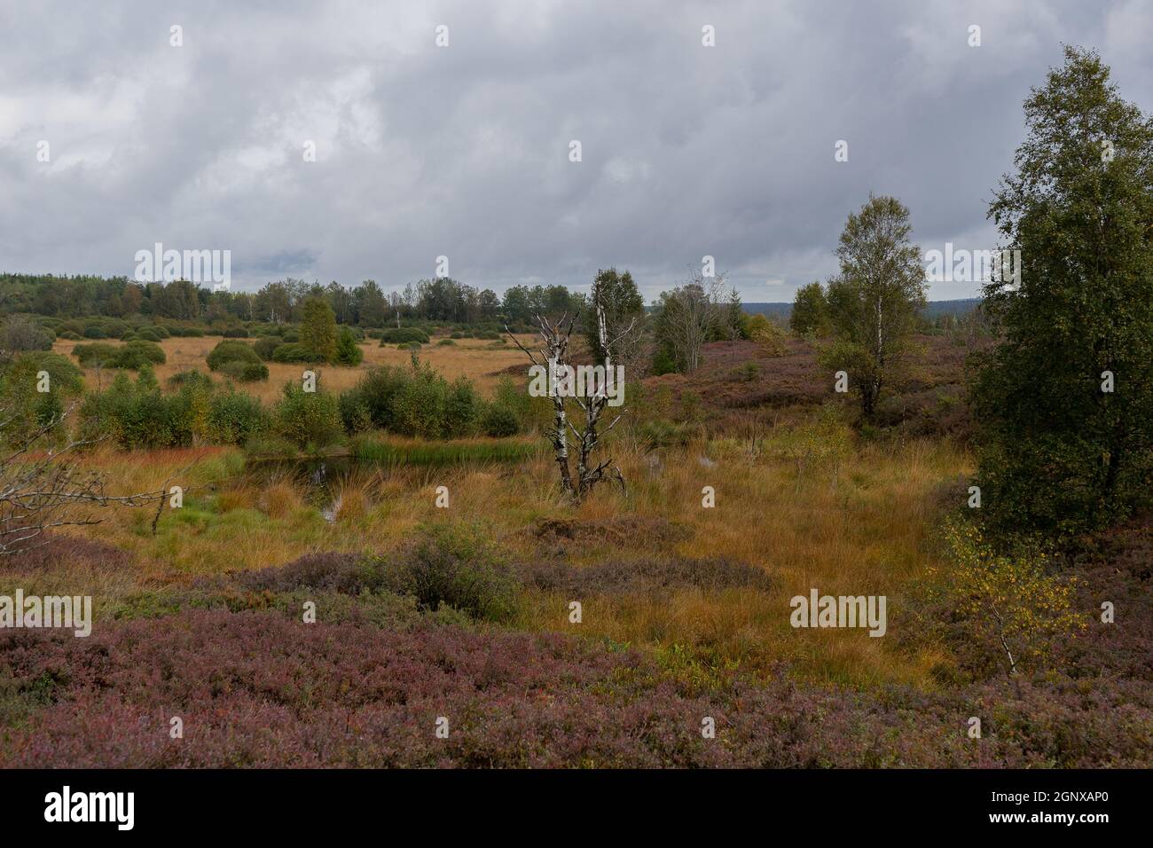 Sumpf im Beglium genannt Hautes Fagnes im Herbst Stockfoto