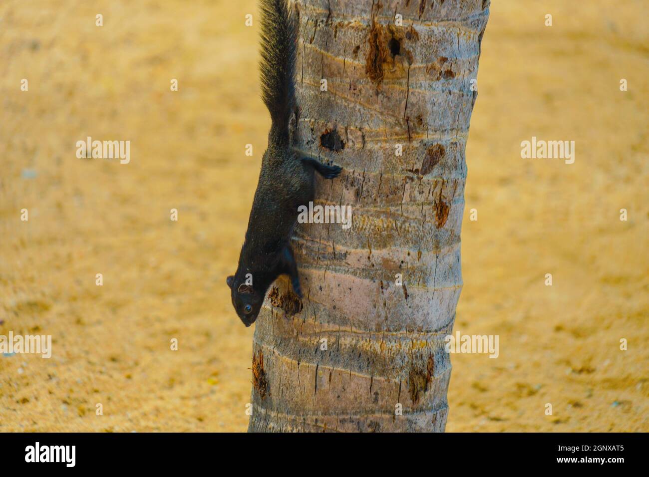 Pattaya Beach niedlichen Eichhörnchen (Thailand). Drehort: Königreich Thailand Stockfoto