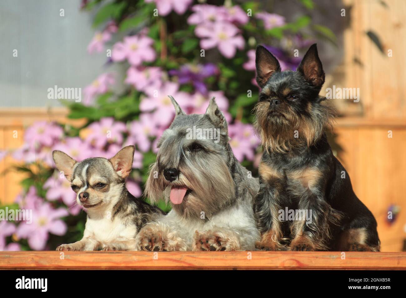 Chihuahua, Miniatur-Schnauzer und belgischer Gänsegeier sitzen im Sommer draußen auf einer Bank vor dem Hintergrund von Blumen Stockfoto