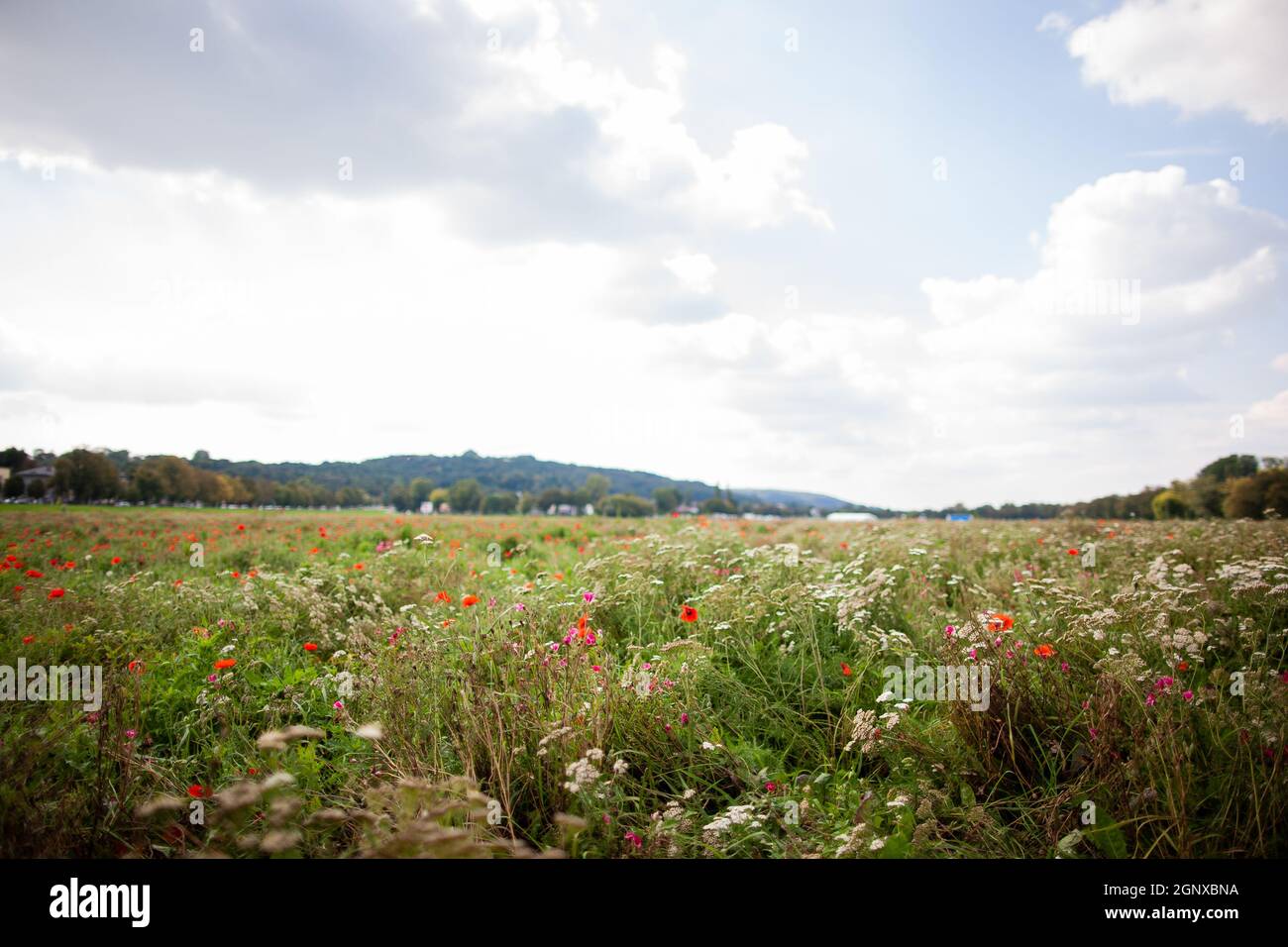 Blühend riesige Wiese in der Stadt, städtische Grünfläche, unter dem blauen Himmel mit weißen Wolken an sonnigen Tagen, Błonia Park in Kraków (Polen) Stockfoto