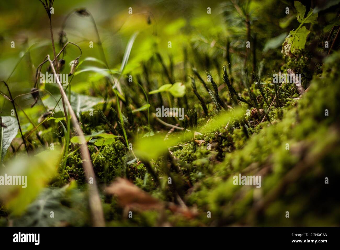 Moospflanzen auf dem Waldboden Nahaufnahme | Makrofoto von schönen kleinen, lushgrünen Pflanzen im Moos auf dem Boden im Wald Stockfoto