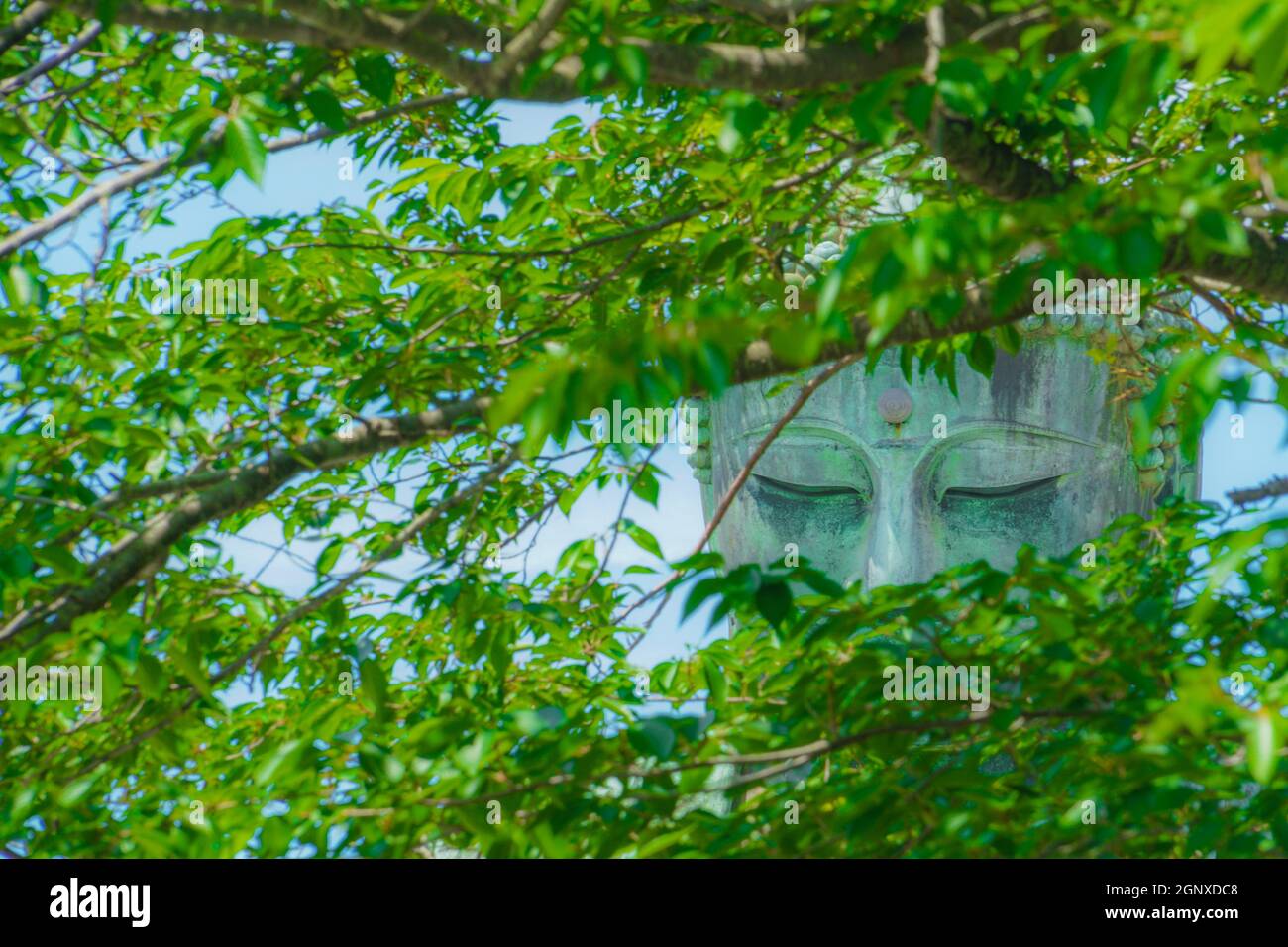 Frühsommer des Großen Buddha von Kamakura, der in frisches Grün gehüllt war. Aufnahmeort: Kamakura, Präfektur Kanagawa Stockfoto