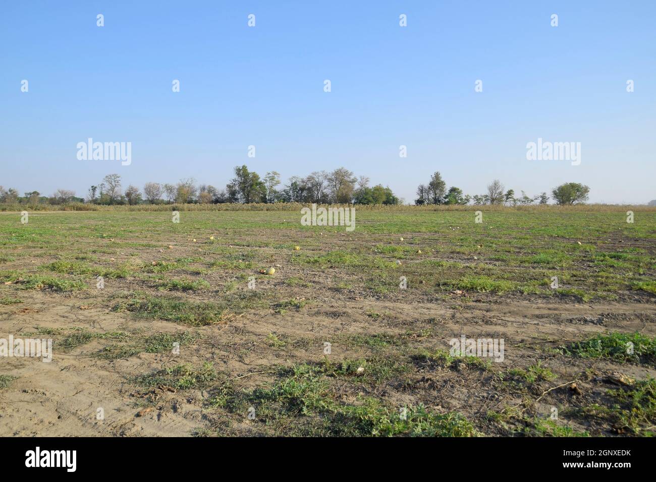 Ein verlassenes Gebiet der Wassermelonen und Honigmelonen. Faule Wassermelonen. Reste der Ernte von Melonen. Verrottendem Gemüse auf dem Feld Stockfoto