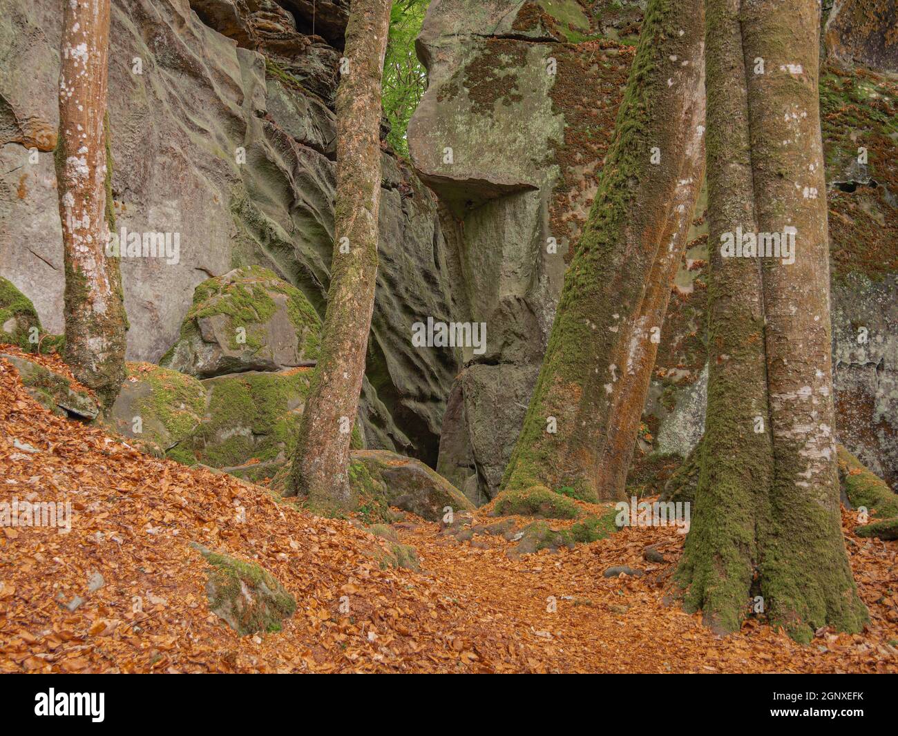 Ein grüner Boden zwischen den Felsen und Bäumen in der Mullerthal bei Echternach Stockfoto