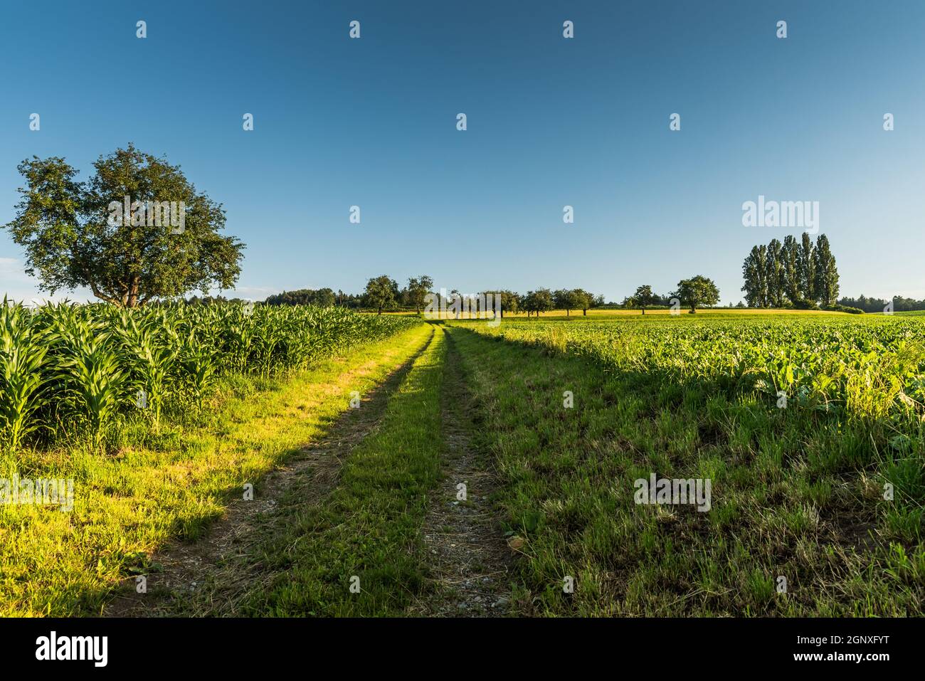 Landwirtschaftliche Landschaft mit Feldweg und Maisfeld, Ermatingen, Kanton Thurgau, Schweiz Stockfoto
