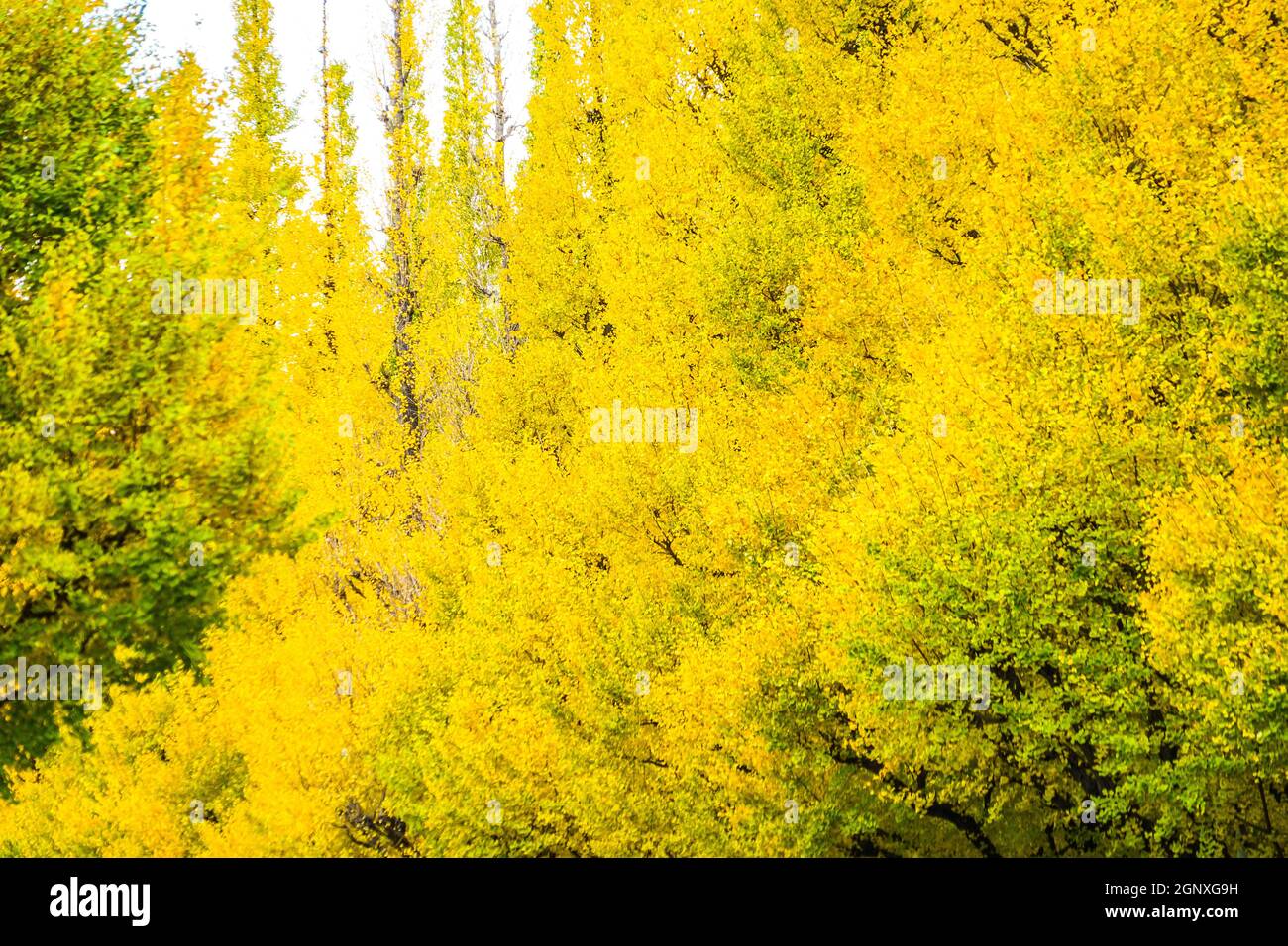 Ginkgo Schrein äußeren Garten Ginkgo Reihe von Bäumen. Aufnahmeort: Metropolregion Tokio Stockfoto