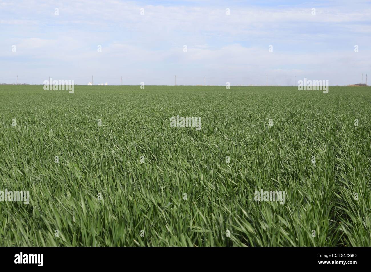 Frühling Winter Weizenfeld. Triebe von Weizen in einem Feld auf dem Boden. Anbau von Getreide. Stockfoto