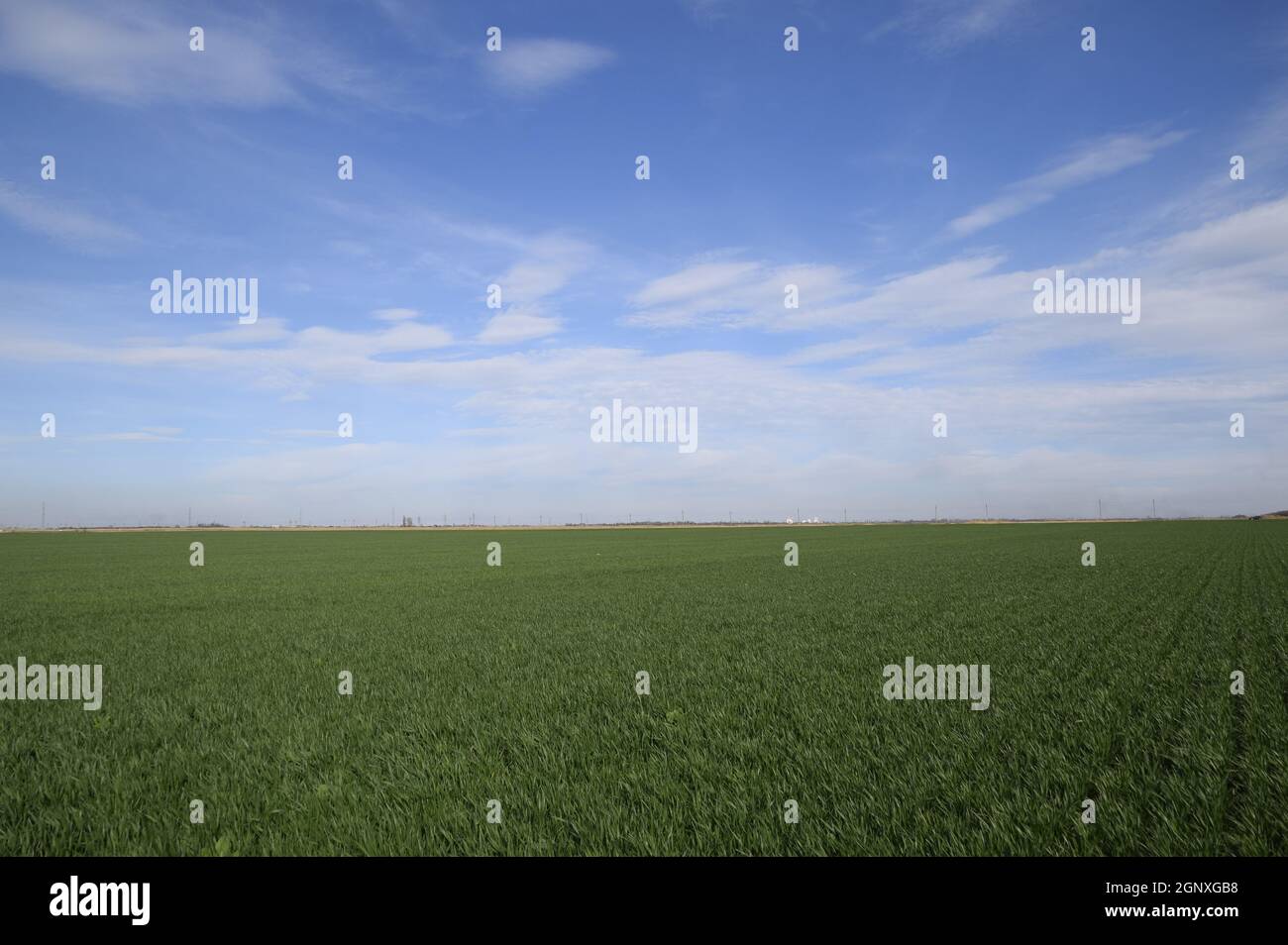 Frühling Winter Weizenfeld. Triebe von Weizen in einem Feld auf dem Boden. Anbau von Getreide. Stockfoto