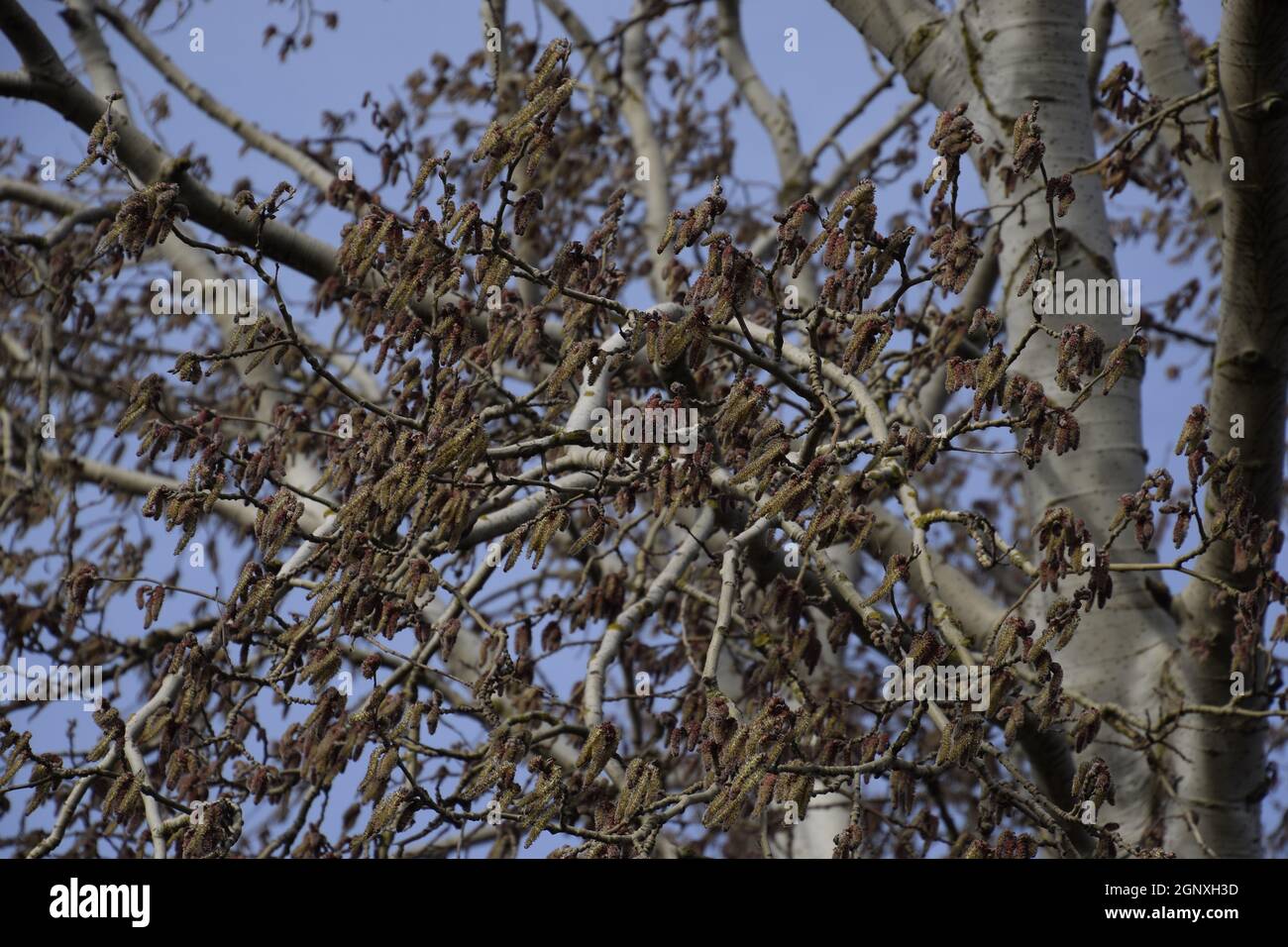 Silber-Pappel blühen. Silber-Pappel im Frühjahr. Pappel-Flaum von Blumen - Ohrringe. Stockfoto