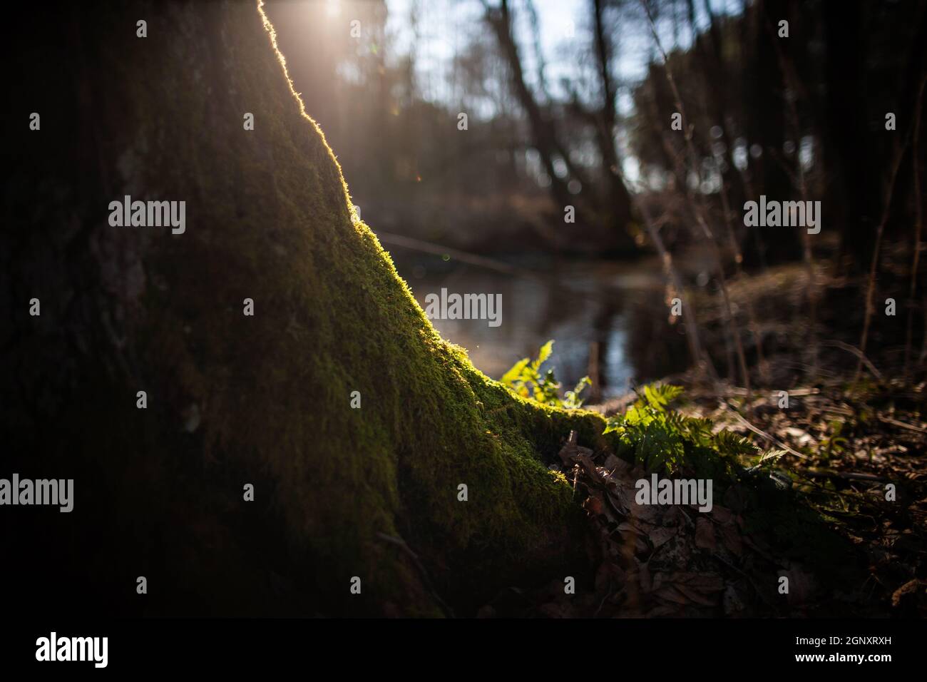 Moos auf einem Baum, der von einem Sonnenlicht beleuchtet wird, das bei Sonnenuntergang untergeht, mit Wasser, Himmel und dunklen Bäumen im Hintergrund Stockfoto
