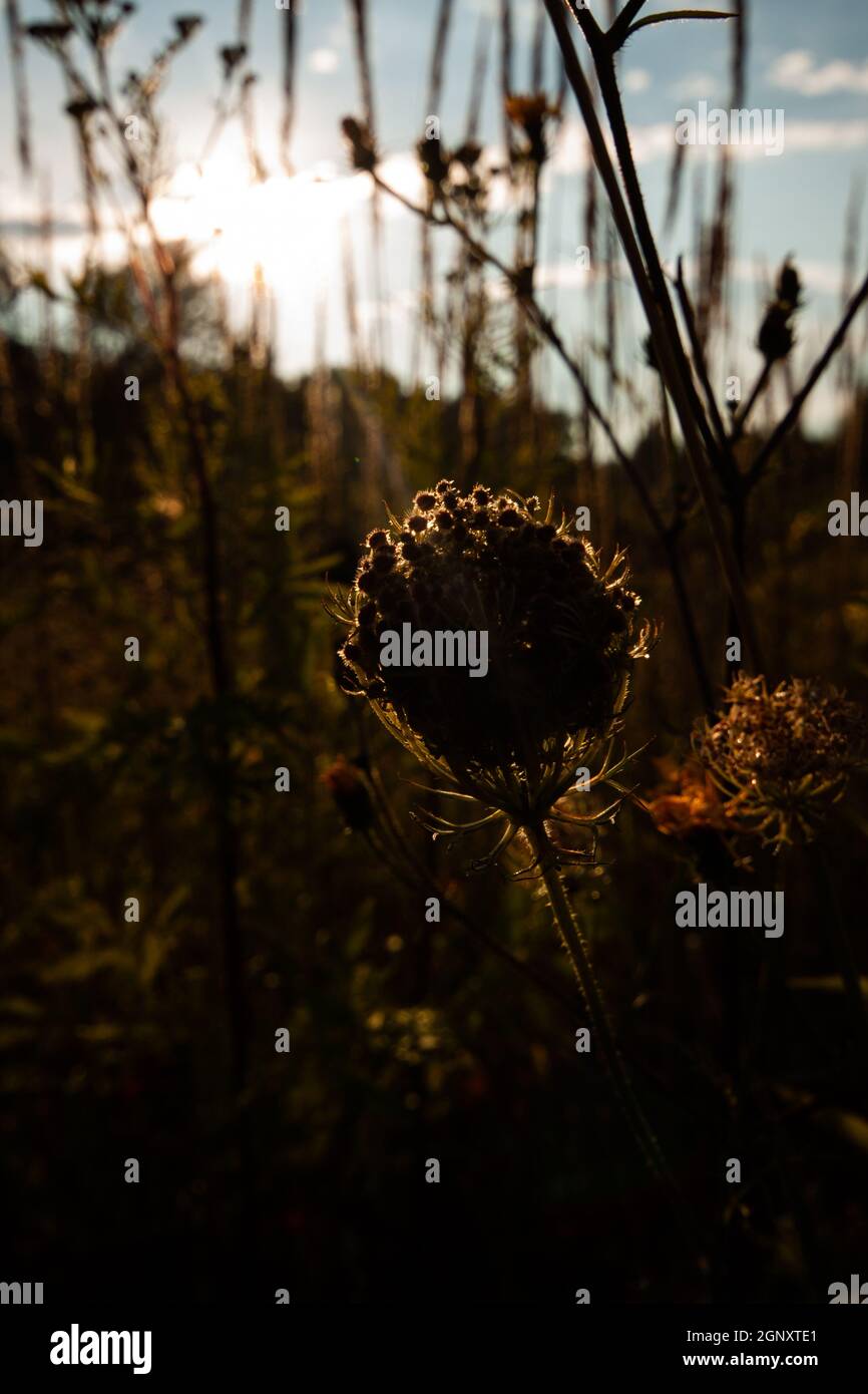 Wilde Blume Silhouette beleuchtet von einem Sonnenlicht mit anderen Pflanzen im Hintergrund | warme Sonne scheint durch eine Pflanze in der dichten Wiese aus der Nähe Stockfoto