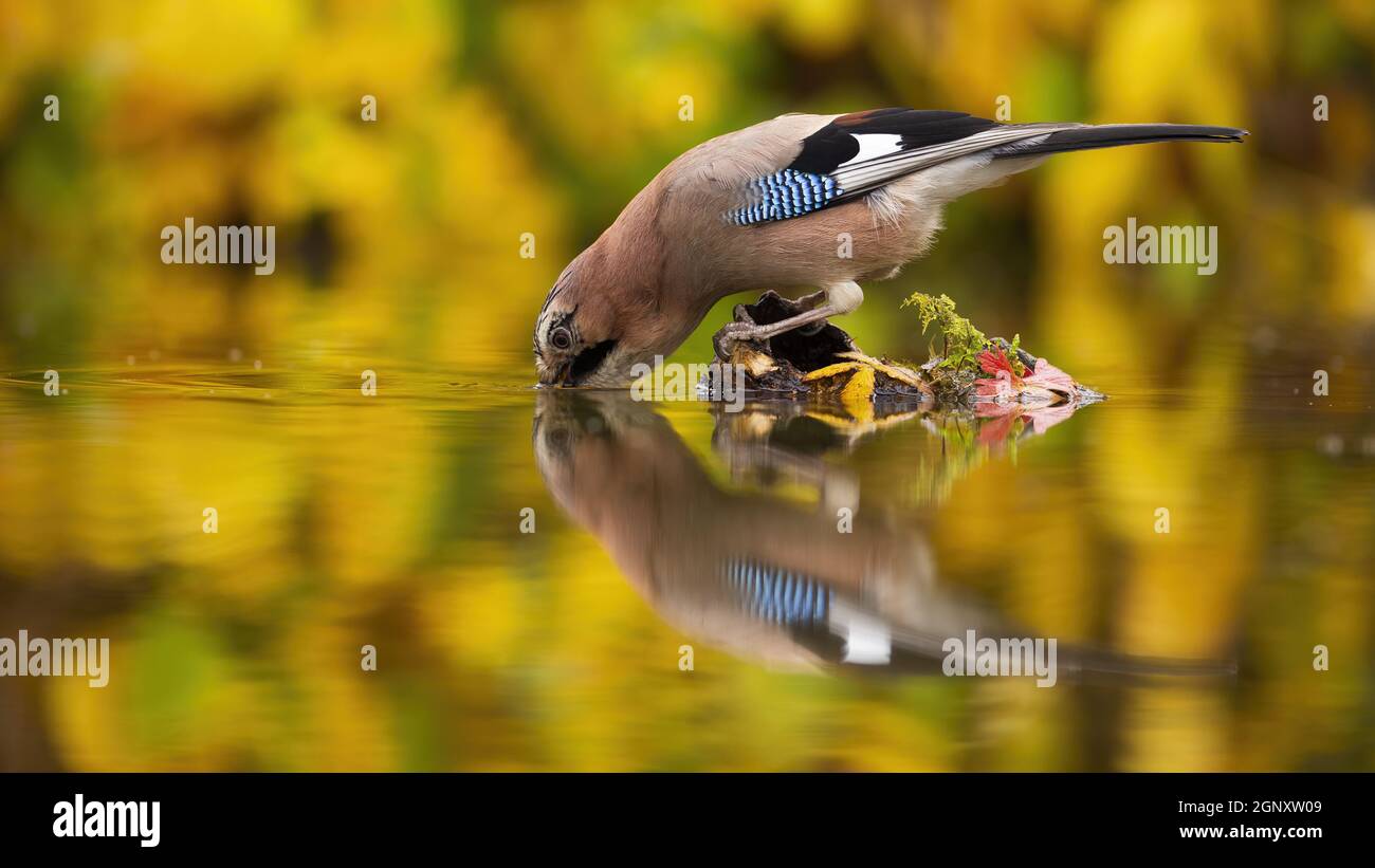 erwachsener eurasischer eichelhäher, Garrulus glandarius, der sich während des Trinkens über das Wasser lehnt. Die Spiegelung von Wildvögeln im Wasser in herbstlichen Farben. Kurioser Bogen Stockfoto