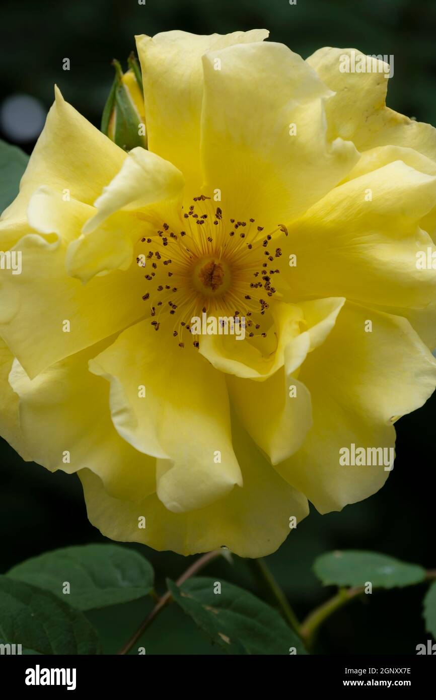 Eine schöne zarte gelbe Rose, die in einem Garten wächst und Staubgefäße und Stigmen zeigt. Stockfoto