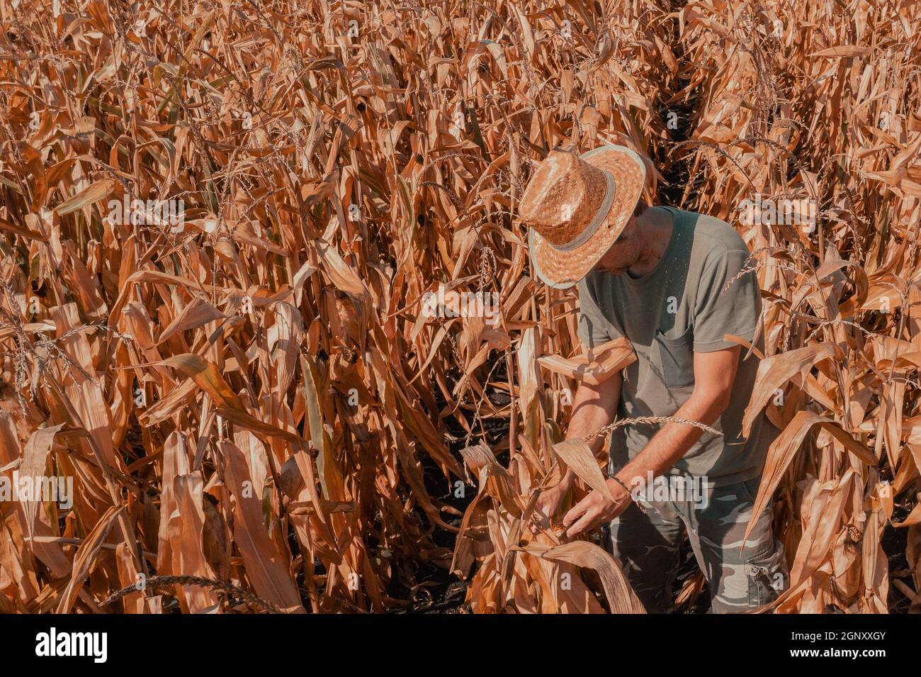 Luftaufnahme eines männlichen Agronomen und Landwirts, der in einem reifen Erntevorbereitenden Dent-Maisfeld steht und über die Plantage blickt Stockfoto