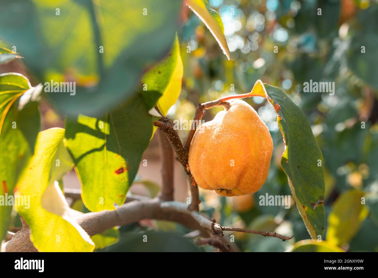 Reife Quitten im Obstgarten, selektiver Fokus Stockfoto