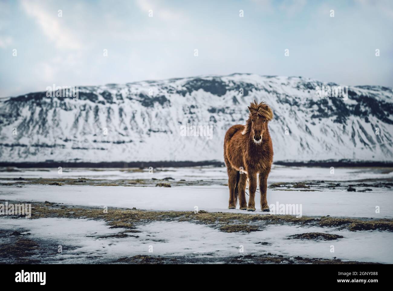 Brown Horse Steht Zwischen Wunderschönen Snowy Mountains. Typisch isländische Pferderasse mit langem Fell und kurzer Statur. Wilde Tiere von Island. Stockfoto