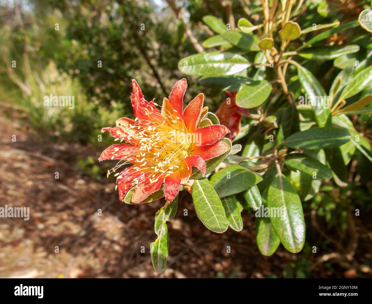 Diplolaena grandiflora, Wild Rose Stockfoto
