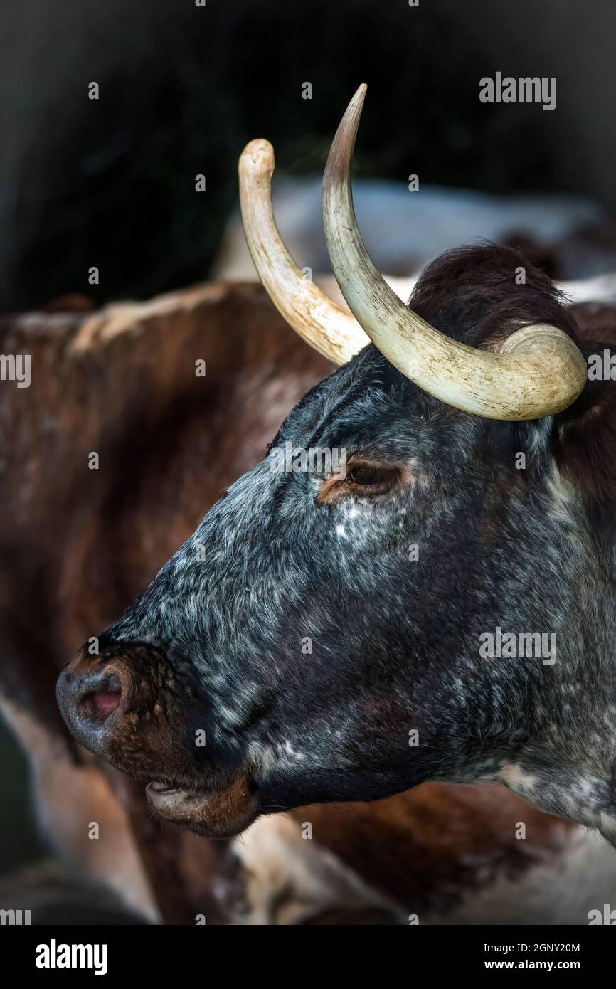 Longhorn-Kuh im Profil auf englischem Anwesen Stockfoto