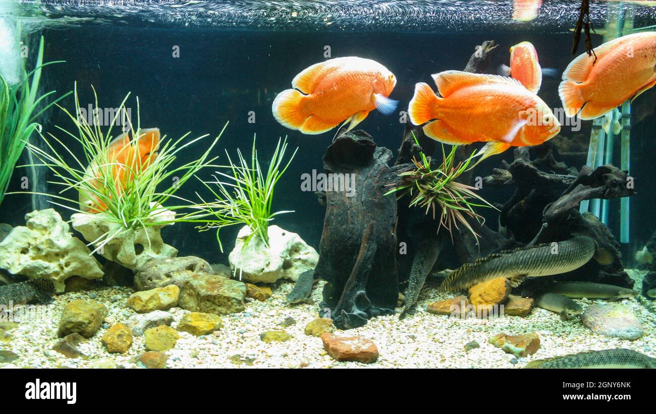 Gruppe von orangefarbenen Fischen, die in einem großen und hellen Aquarium mit dekorativen grünen Pflanzen und Korallenriff schwimmen. Keine Personen. Stockfoto