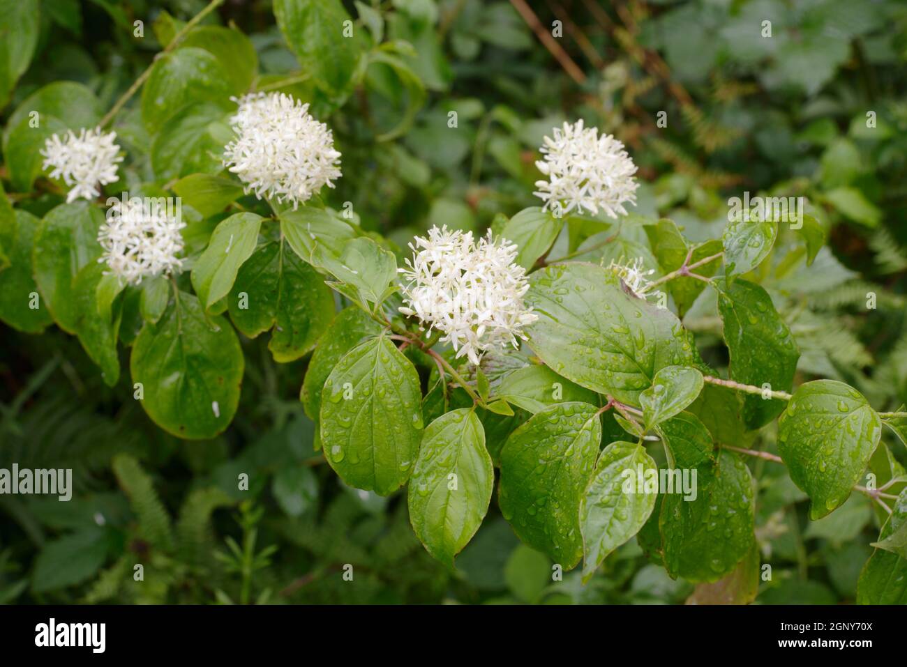 Cornus sanguinea, einheimische britische Dogwood Flowers, Wales, Großbritannien Stockfoto