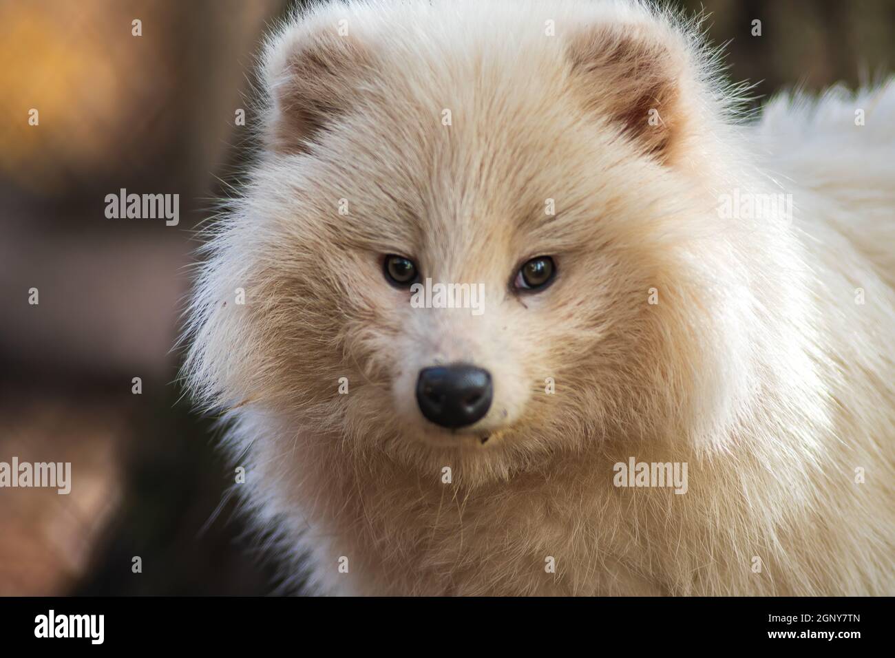 Ein junger weißer Marderhund im Zoo Köthen Sachsen Anhalt Deutschland Stockfoto