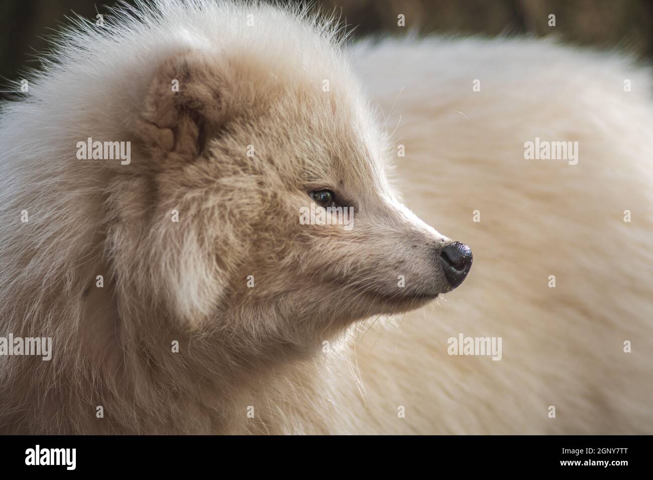 Ein junger weißer Marderhund im Zoo Köthen Sachsen Anhalt Deutschland Stockfoto