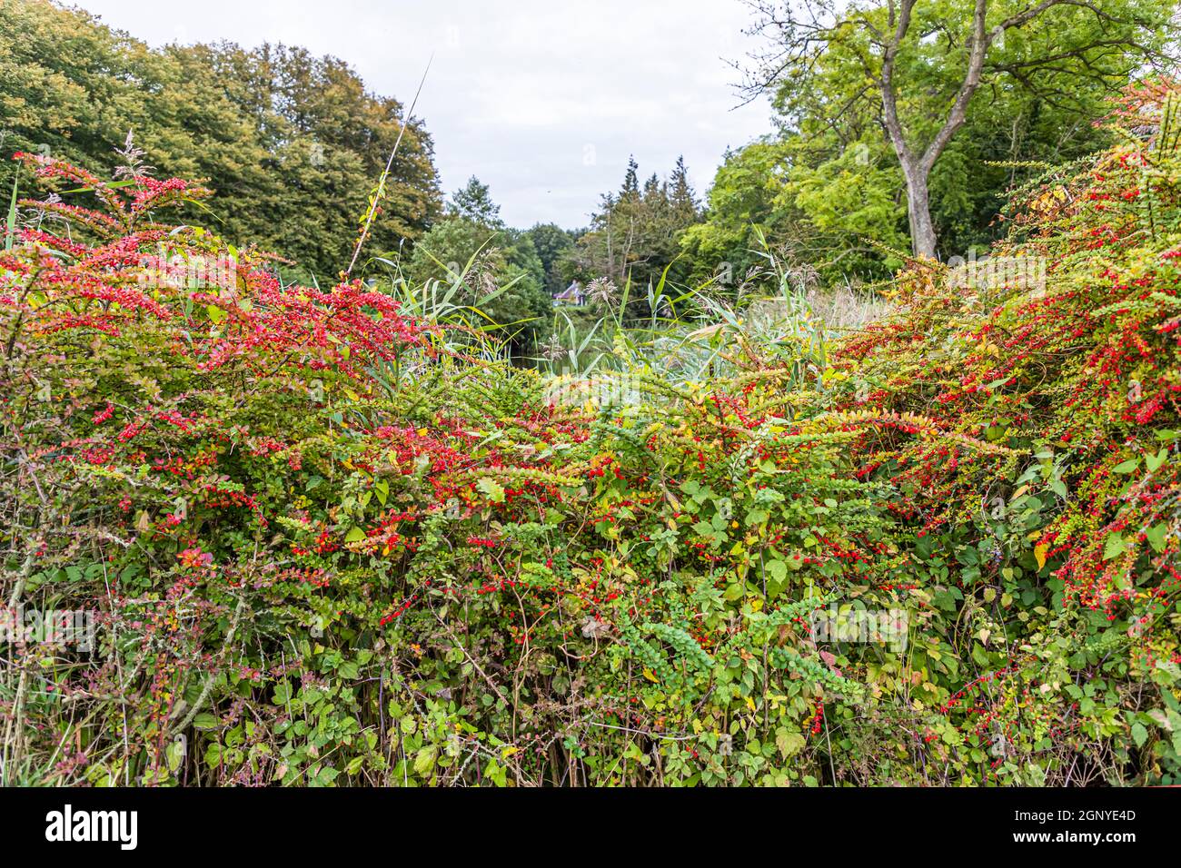 Rote Beeren und Hagebutten kennzeichnen eine wilde, artenreiche Hecke in Tranekær auf Langeland, Dänemark. Stockfoto