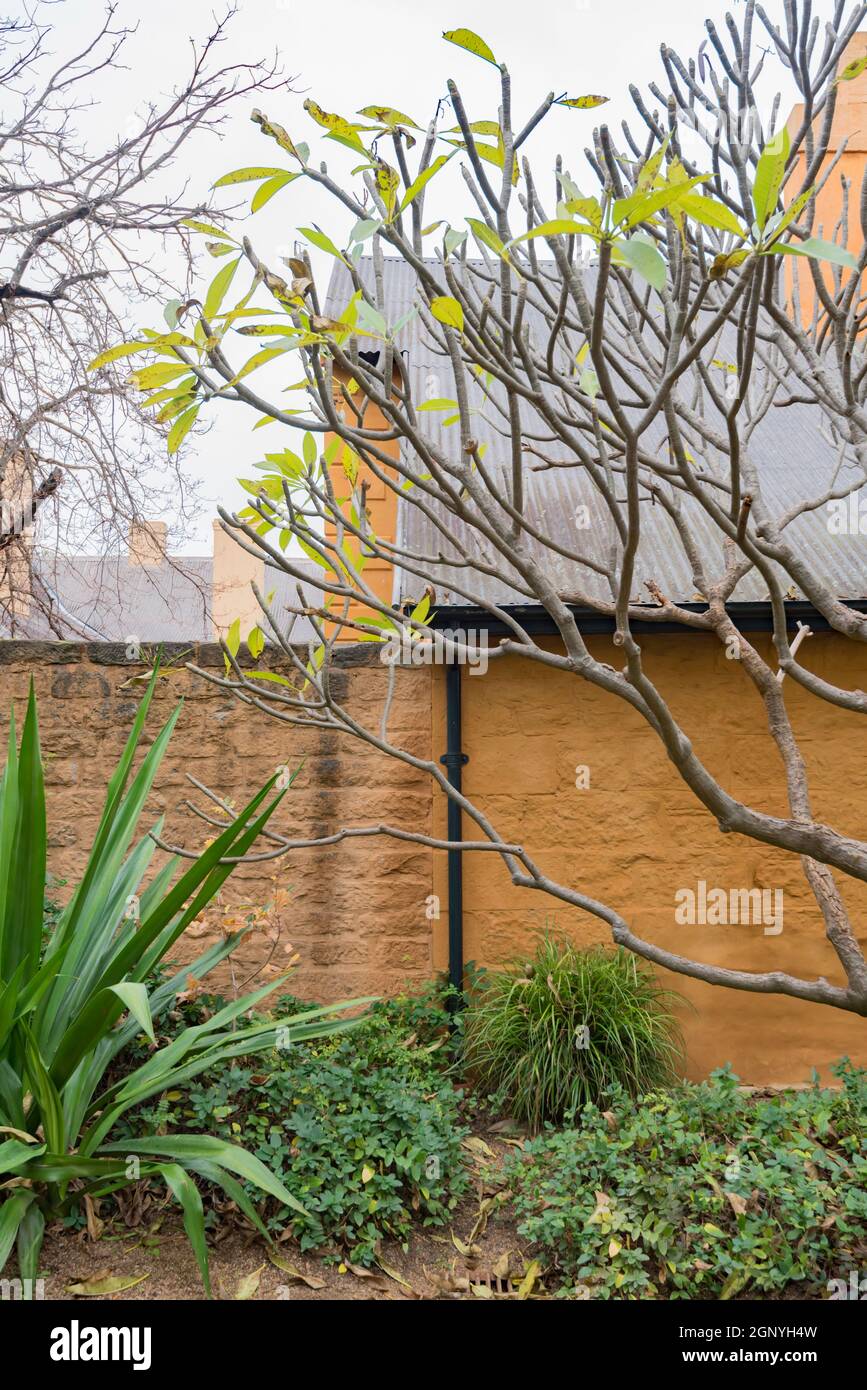 Eine Innenhofmauer auf der Elizabeth Farm in der Nähe von Parramatta, dem georgianischen Kolonialhaus von John & Elizabeth MacArthur aus dem Jahr 1793, das von den Sydney Living Museums erhalten wurde. Stockfoto