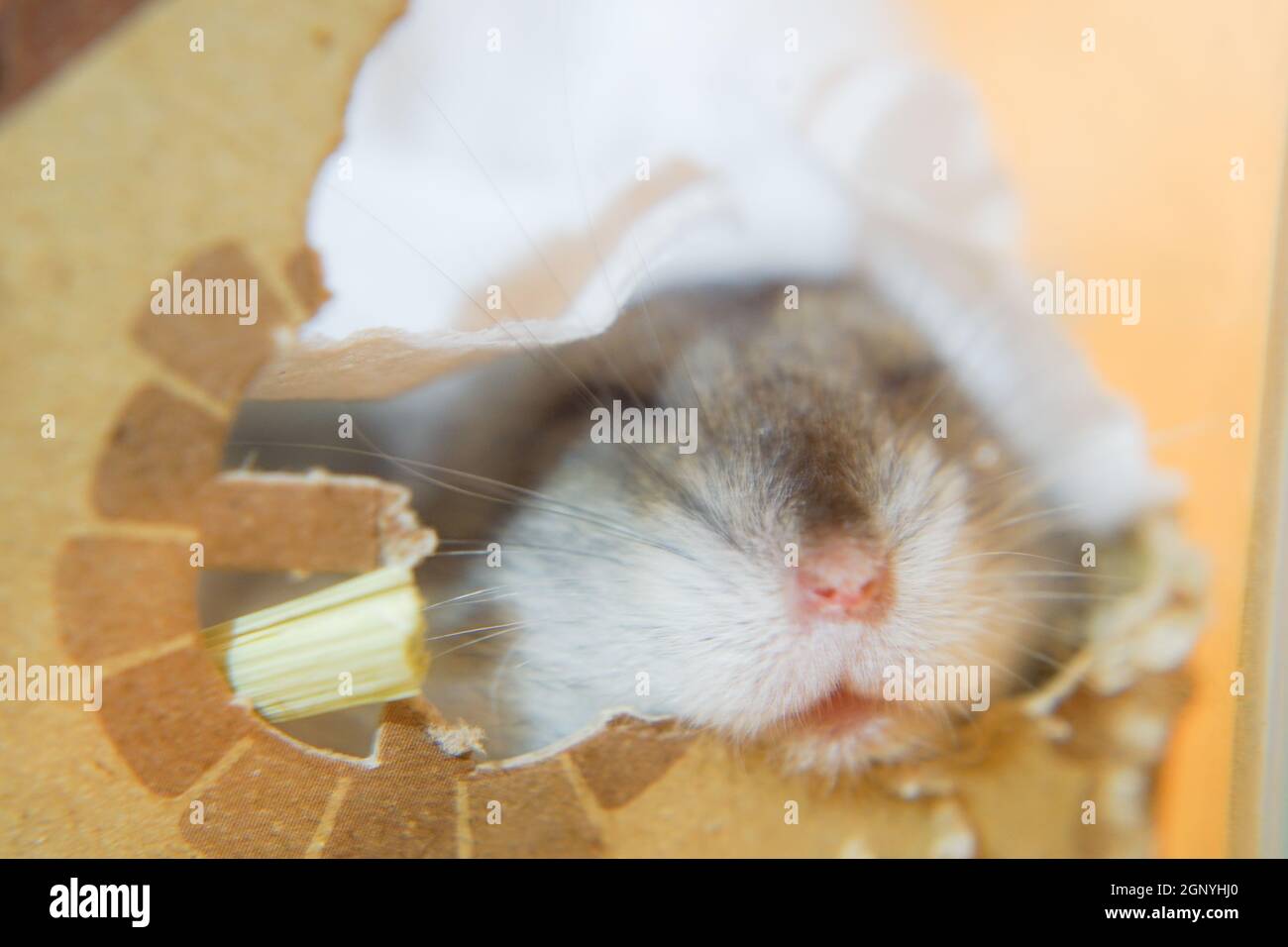 Bild von Schlaf Djungarischer Hamster. Drehort: Präfektur kanagawa, Yokohama-Stadt Stockfoto