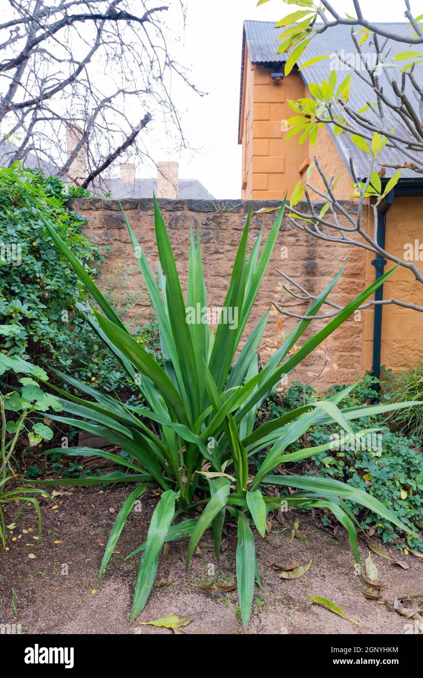 Eine Innenhofmauer auf der Elizabeth Farm in der Nähe von Parramatta, dem georgianischen Kolonialhaus von John & Elizabeth MacArthur aus dem Jahr 1793, das von den Sydney Living Museums erhalten wurde. Stockfoto