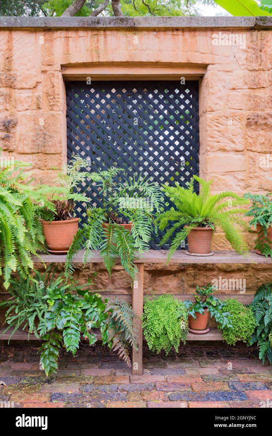 Eine Innenhofmauer auf der Elizabeth Farm in der Nähe von Parramatta, dem georgianischen Kolonialhaus von John & Elizabeth MacArthur aus dem Jahr 1793, das von den Sydney Living Museums erhalten wurde. Stockfoto